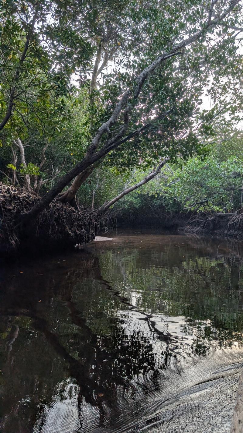 Mangrove creek in Kenya